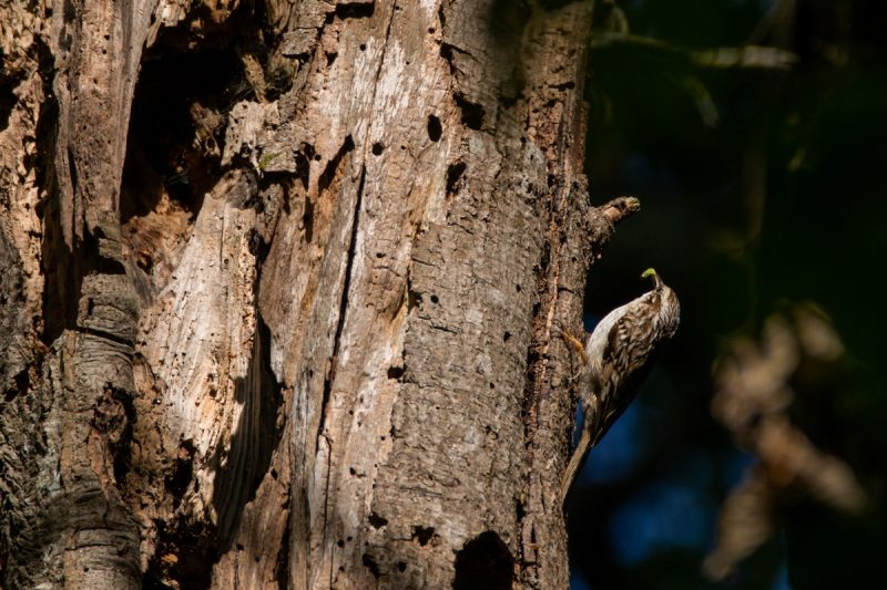 Grimpereau des jardins avec une chenille verte